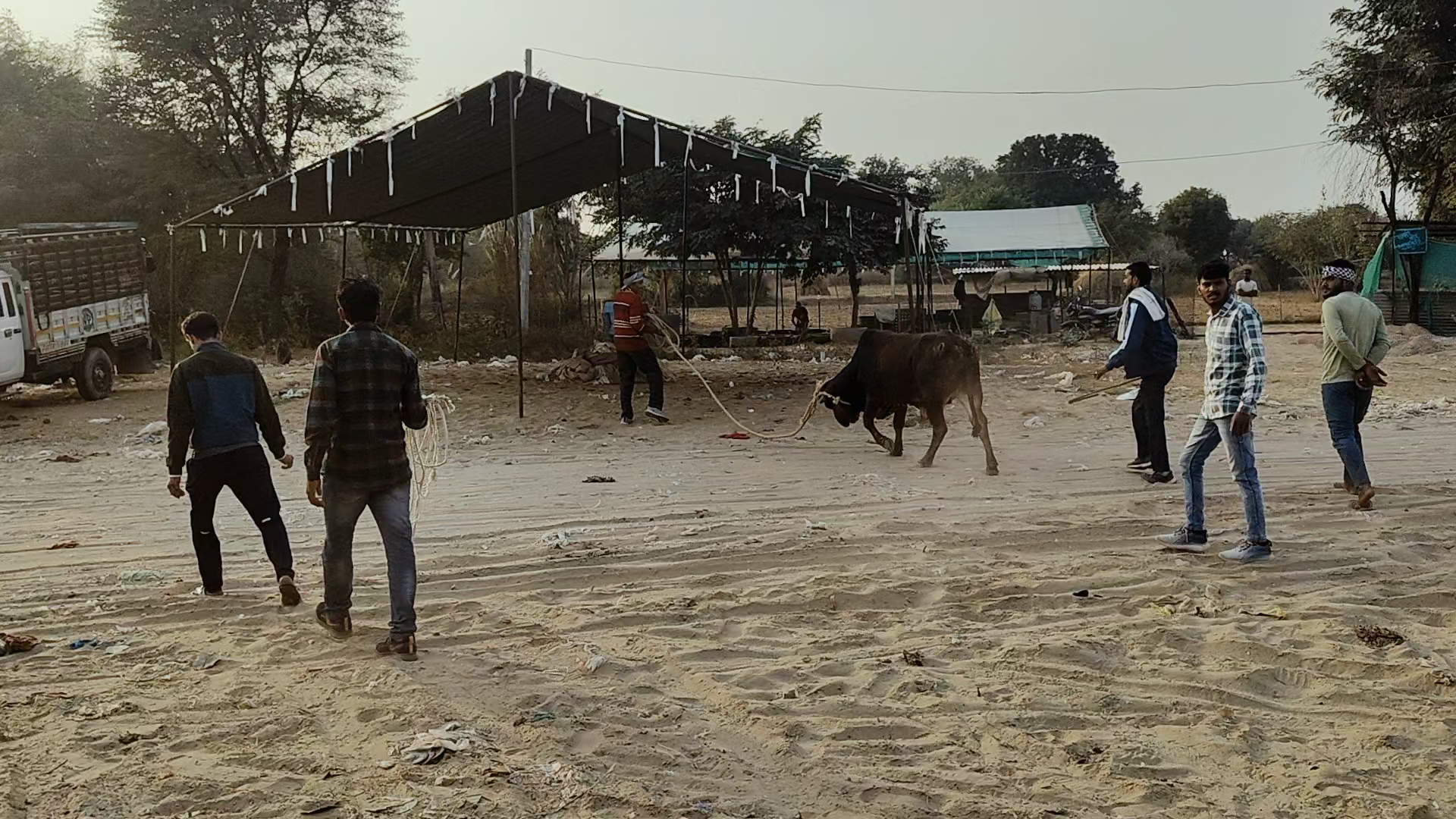विराट नगर मैड क्षेत्र में नंदी का इलाज करवाते हुए