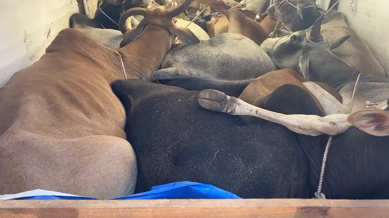 #गौ तस्करों की #योजना फेल 
#राष्ट्रीय हिन्दू सेना एवं #बैतूल बाज़ार #पुलिस की बड़ी सफलता #गौ तस्करों के #चंगुल से 23 नग #गोवंश आज़ाद