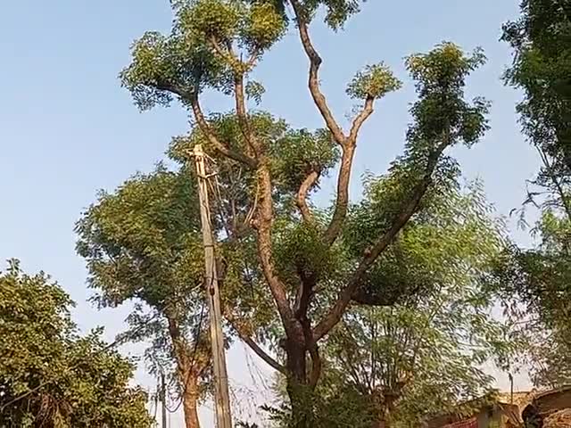 गुड्डू  पुरवा नागोद का video