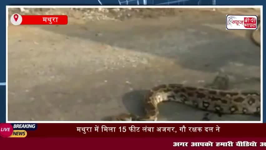 मथुरा में मिला 15 फीट लंबा अजगर, गौ रक्षक दल ने रेस्क्यू कर सुरक्षित स्थान पर छोड़ा
#मथुरा #15फीट #लंबा #अजगर #गौ