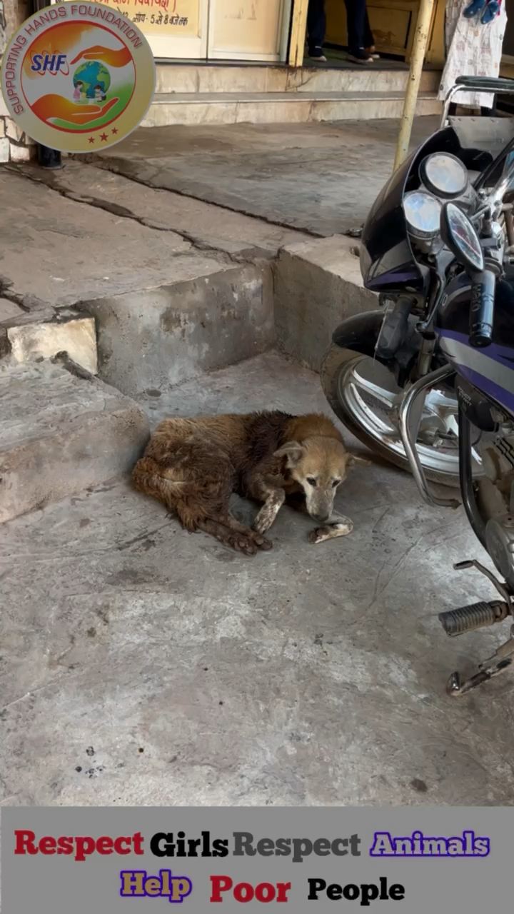 सब ने हार मानी मैंने हार नहीं मानी 🙏🏻
में पूरी कोशिश कर रहा हु  

#apsgurjar #help #viral #support #dog