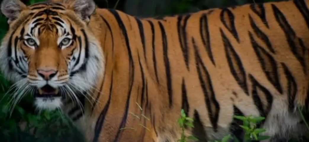 कटघोरा वनमंडल क्षेत्र में भटककर बाघ की आने की सूचना,वन विभाग ने दी सतर्क रहने की निर्देश...