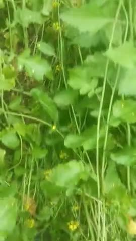 गांव डूमाहेड़ा में घोड़ा रोज़ से फसल नष्ट हो रही शासन का कोई ध्यान नहीं है