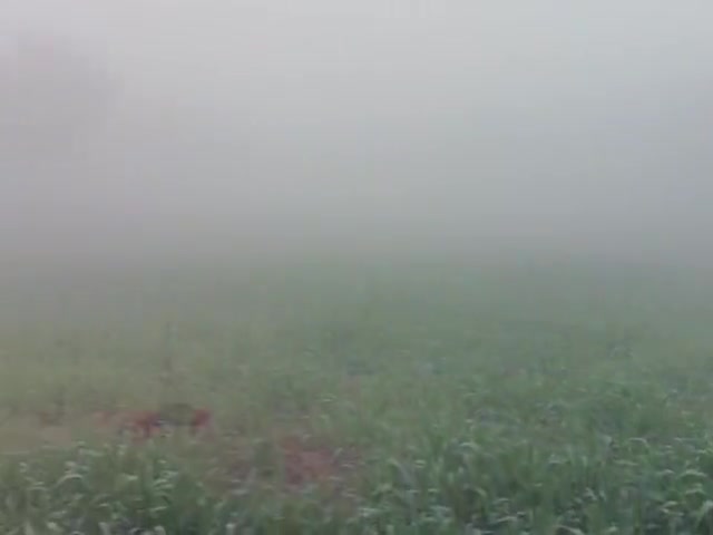 सांगलीया के पास चावंडिया गांव में भयंकर कोहरा