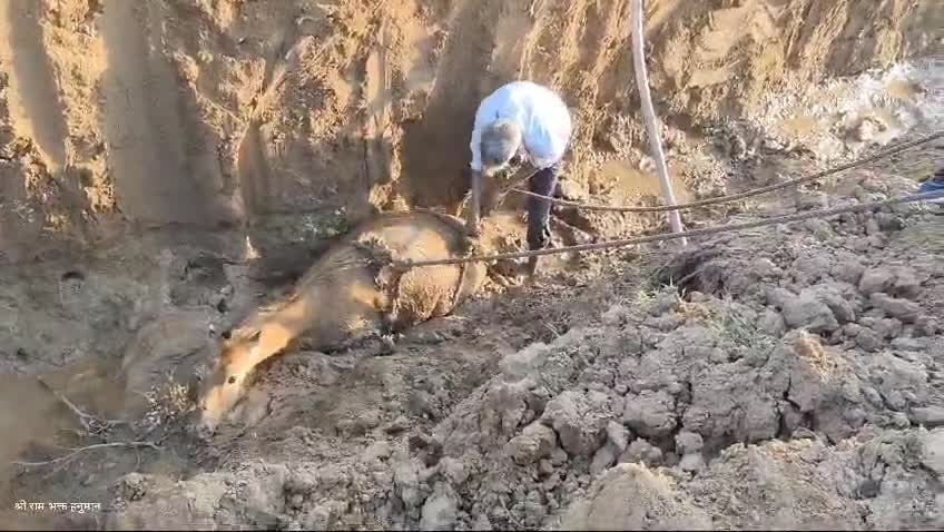 कुडगांव से मकनपुर बाला रोड बनाया जा रहा हैं जिसमें रोड ठेकेदार ने दोनों तरफ नालाखोदकर छोड़ दिया जिसमें रोज जानवर गिर रहे