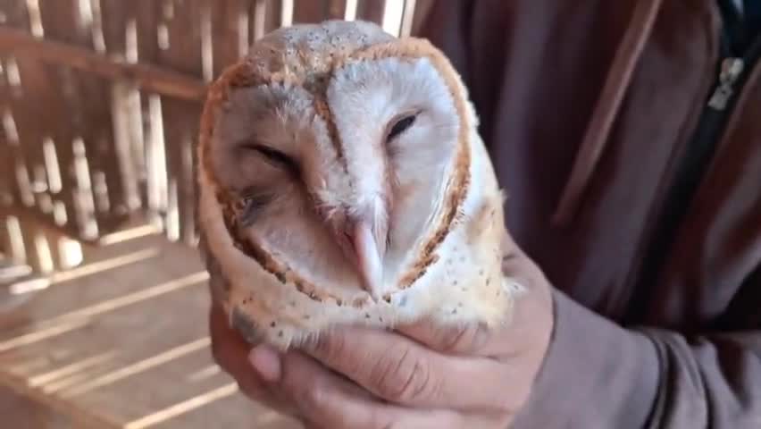 उल्लु पक्षी ट्रेन से रात्री में टकराया  कुछ देर बाद इसकी मृत्यु हो गई