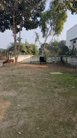 ग्राम पंचायत कनकपुर माया बाजार छुट्टा जानवरों से किसान परेशान। #मायबाजार #dm #सीडीओ