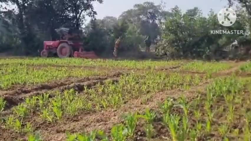 सोनाहातु: सोनाहातू थाना क्षेत्र में 3 एकड़ में लगी अफीम की फसल नष्ट