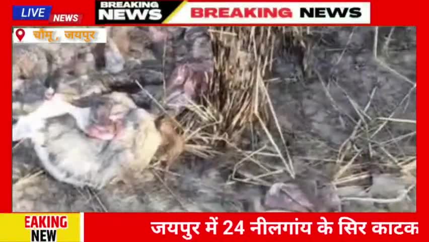 जयपुर के चौमू में 24 नीलगांय के सिर काटकर फेंके ?