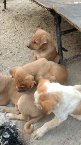 japlaPalamu jila mein itna thand bada hai ki thoda sa Aag mein kutta ka baccha Jinda hai#thanda #Palamu#news