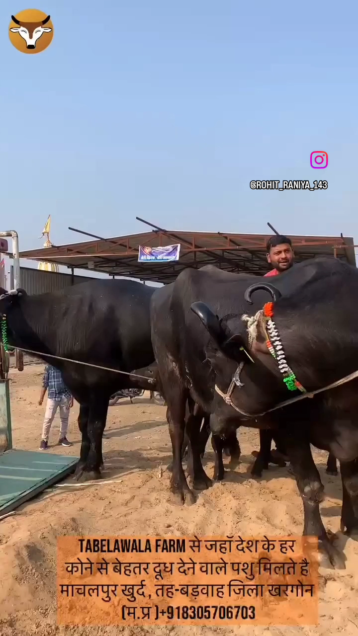 jis kisi bhai ko lon par bhes lene ke liye sampark kare .8889801660