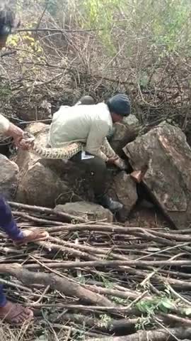 lar khurd gram me nikla karib 20 k.g ka sarp reskyu kar ke surkshit jangl me chhoda