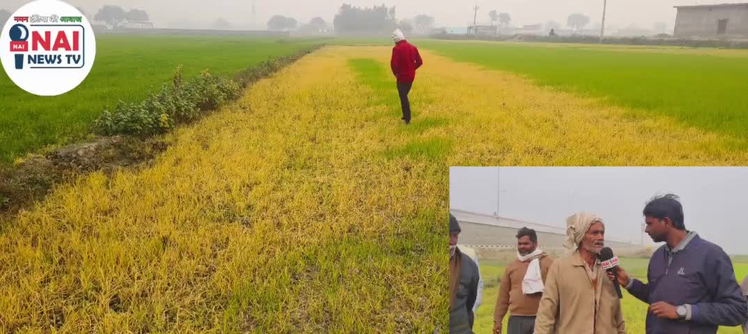 बरियारी में किसान के पेट पर रासायनिक दवा से किया गया बार किसान का बुरा है हाल ।#nainewstv