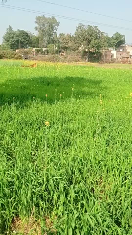 Good afternoon 
aap.sabhi.dekh.sakte.hai.ki.
jamin.hote.huwe.is.
