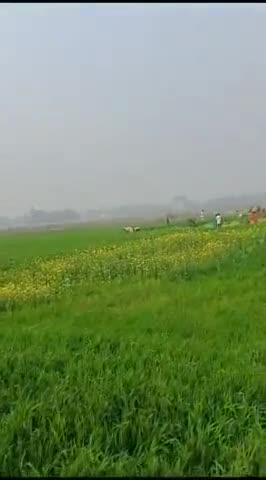 बिरेदर राय का गेहुम चुरा के काट लेनेसे  30000 हजार का छती है
 नामा पुर