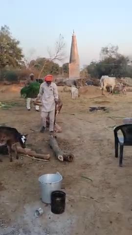 गोपो कृष्ण गौशाला सुजानपुर झड़ी गायों को हरा चारा खिलाते हुए
