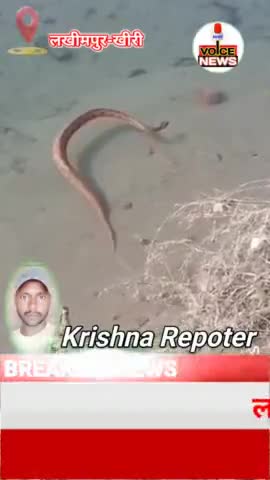 लखीमपुर खीरी में बेहद जहरीला सांप पानी में तैरता हुआ मिला #Viral #Snack #Lakhimpur