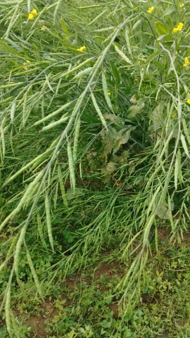 सतेन्द्र सिंह धाकड़ बिजयपुर @#