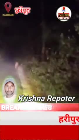 हरीपुर जंगल मार्ग पर दो बाघों की चहलकदमी का वीडियो वायरल #viral #Trending #Lion