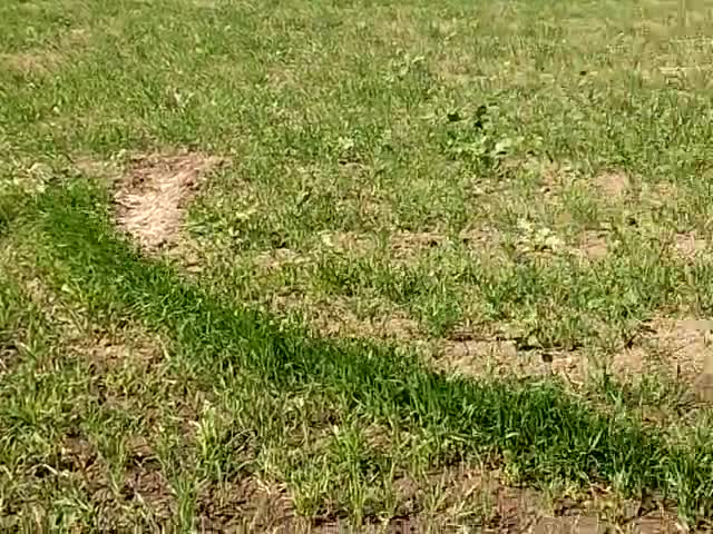 kisan bhaiyo ke liye avashyak suchana hai ki hamare Uttar Pradesh me gehu srvadhik matra me hota #fasal hue barbad