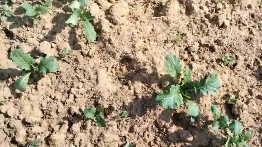 नोहर तहसील के गाँव देवासर मे पानी की वज़ह से किसान की फ़सल हो रही है बर्बाद किसान से देखा नही गया तो किसान ने लगाया हेरा।