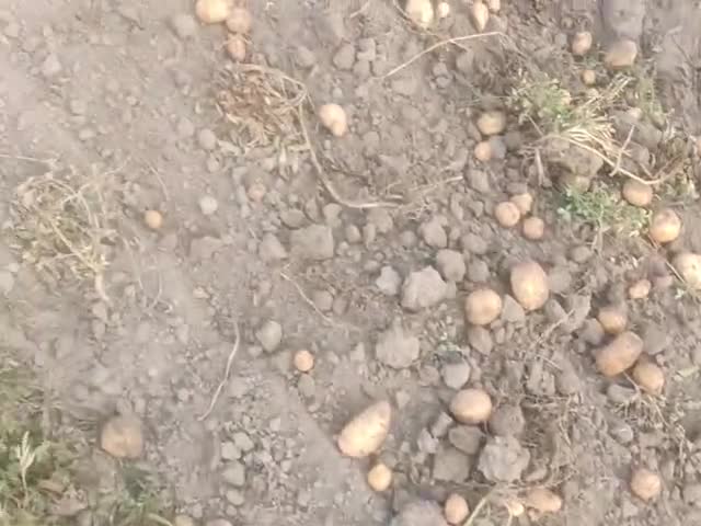 Khair Aligarh ke gaon Nagla veerua mein aalu ki khudai