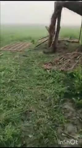 bathuwariya thana pachhimi champagne jainitola