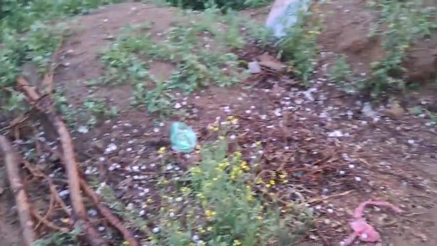 आज किसानों पर ओलो की मार ग्राम झाझड़ियों की ढाणी काकोड़ा में