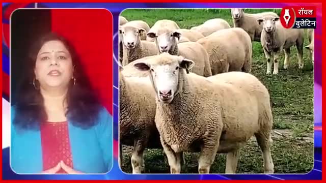पहली बार कुर्बानी पर संकट मुस्लिम देश के राजा ने ईद-उल-अजहा पर भेड़ न खरीदने की अपील
#iedmubarak #IED #kurbani