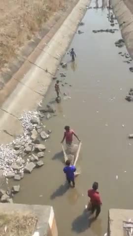 katnghi jamunya talab ke nhar se nikli machli bhot sari machiliya  pura nahar mari hui machli se bhara bimari ka khatra