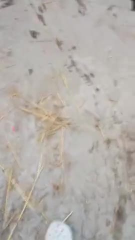 Ibrahimpur nalnda bind bihar
