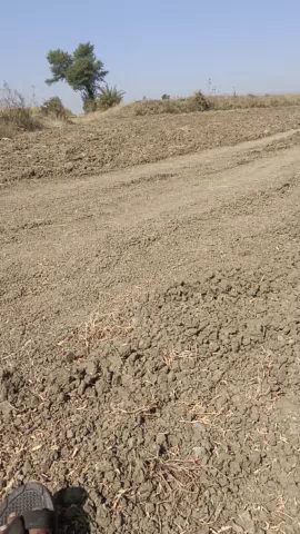 लटेरी, के ग्राम मुरारिया में गेहूं को छोड़ कर चना मसूर इत्यादि फसलें लगभग एक, दो सप्ताह तक पूरी तरह कट जाएगी