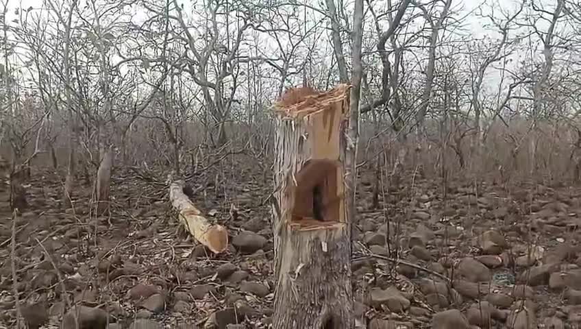 लटेरी के जंगलों में अंधाधुंध कटाई जारी,