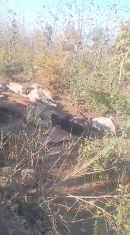 शमशाबाद :- बरखेड़ा जागीर के पास मवेशियों से भरा लोडिंग वाहन पलटा पुलिस ने अज्ञात व्यक्ति के खिलाफ किया मामला दर्ज
