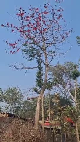 गुलर का फूल और पौधा #गुलरफूल