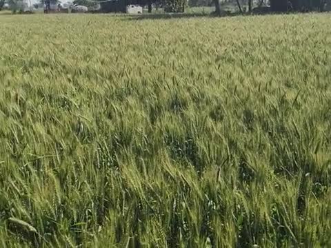 इंदरगढ़ नगर में रवि की फसल इस साल काफी अच्छी लहराती हुई किसानों के चेहरे पर छाई खुशी चाहिए #news #kisan