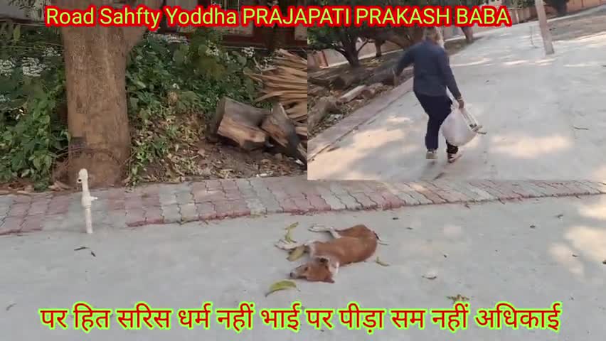 कुत्तों के झगड़े में  एक कुते  मृत पाया गया