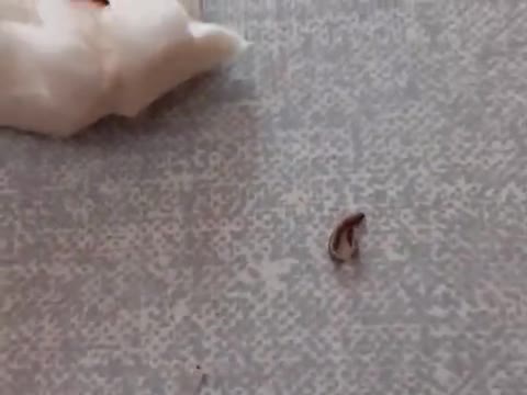 गोभी के अंदर सांप का बच्चे दो 🐍🐍👈 मध्य प्रदेश विदिशा मोहन गिरी