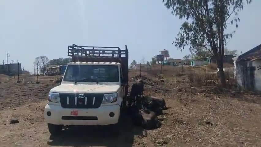 जनपद पंचायत शहपुरा के अंतर्गत ग्राम बिछिया चौकी अंतर्गत अवैध रुप से मवेशियो को लेकर जा रहा चारपहिया वाहन जब्त दो अरोपित