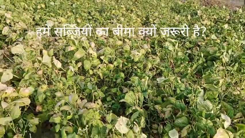 VEGETABLES FARMER'S NEEDS INSURANCE #FARIDABAD #फरीदाबाद #delhincr #india #indian #viral #insurance #farmer #indian