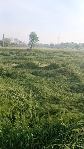 किस किसान पुरी फसल नष्ट हो गई 4 एकड़ खेती पुरी ऑल बारिश हो या किसका बड़ा नुकसान प्रशासन से जानकारी है यह कुछ सुनाएं करे