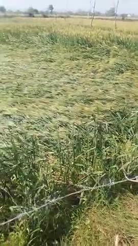 वैर तहसील का एजंसी पर बदमसिंग /मंगल का खेत में भरी बारिश का कराड़ गेहूं की फसल में भारी नुकसान हुआ