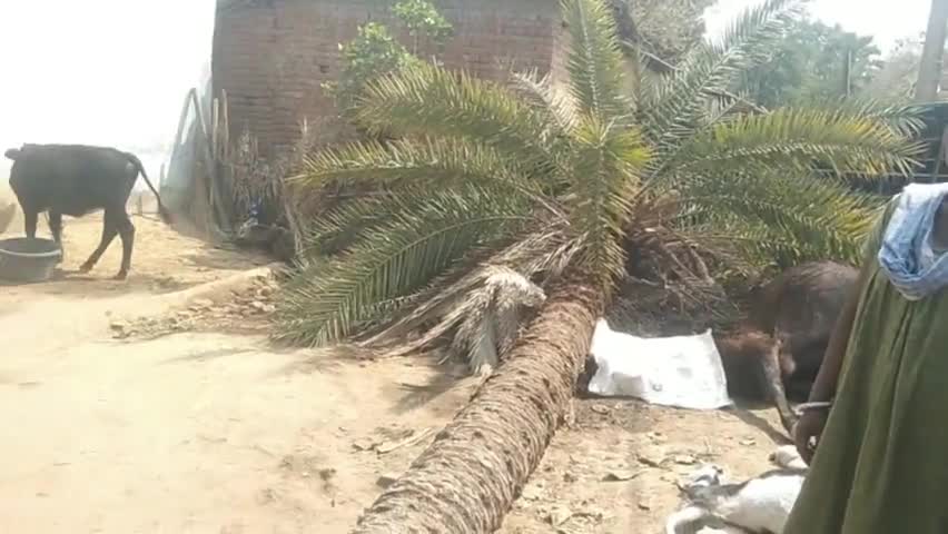 महागामा गुदीया डकैत्ता में रविवार रात 9 बजे अचानक आंधी तूफान आने से एक खजूर का पेड़ घर पर गिरा #rameshyadav