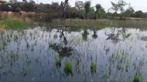 mata mahakali ground sharma kaloni gopalpur