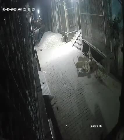 kutto ka aatank
radha krishna street near gauri shankar mandir ka video h
7-8 kutto ne 1 calf ko maar dala