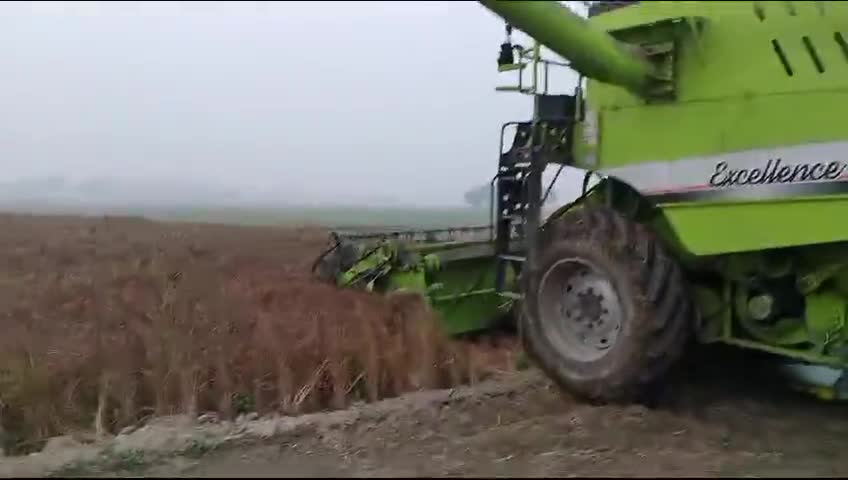 गेहूं की कटाई #harvesting #wheat #gorakhpur #gola #bansgaon #lucknow #kauriram #india #viral #haryana #barhalganj #mau