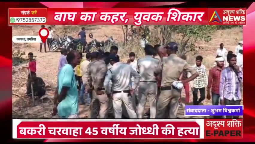 बाघ ने चरवाहे का किया शिकार 45 वर्षीय युवक की मृत्यु #बांधवगढ़ #टाइगर #रिजर्व #उमरिया