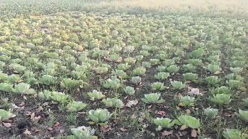बंद गोभी हुई दो रुपए किलो किसानों को हुआ बहुत घाटा #Kisan #trending #viralvedio #फसल