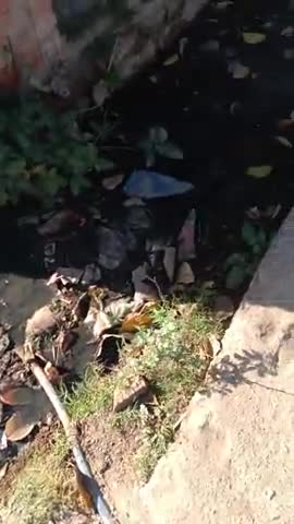 गोहदी वार्ड न 16 में नाला ओवर होने से आराही है परेशानी माता के मंदिर में जा सकता है गंदा पानी
