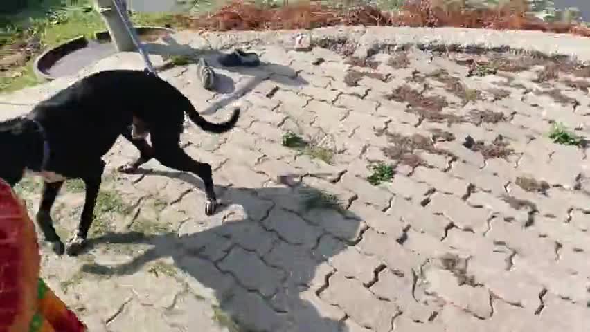 नगर पंचायत पीपीगंज वार्ड नं 4पडित दिनदयाल नगर में मां काली मंदिर का हैंड पाइप खराब है